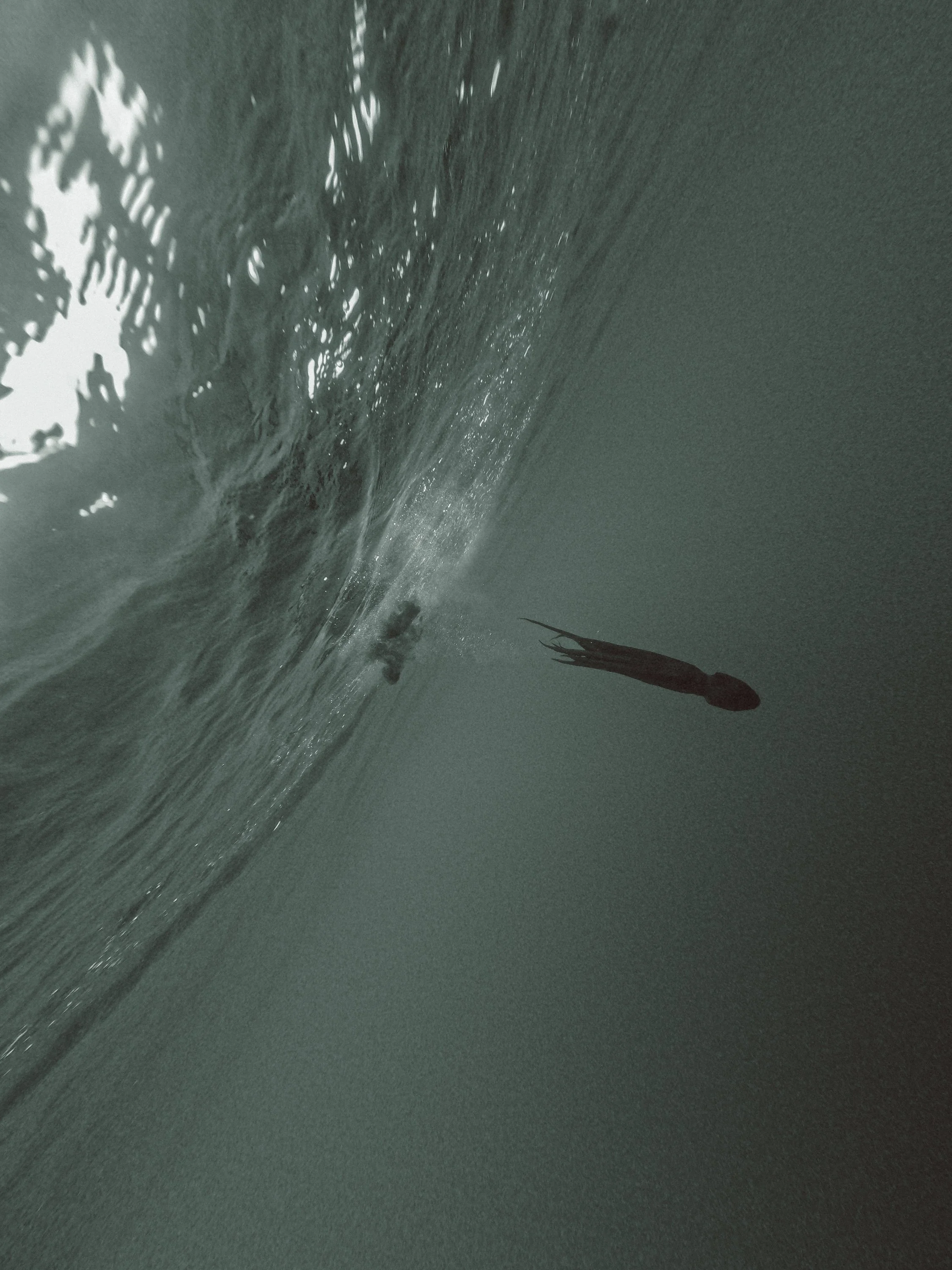 The last Galician octopus - El Pais