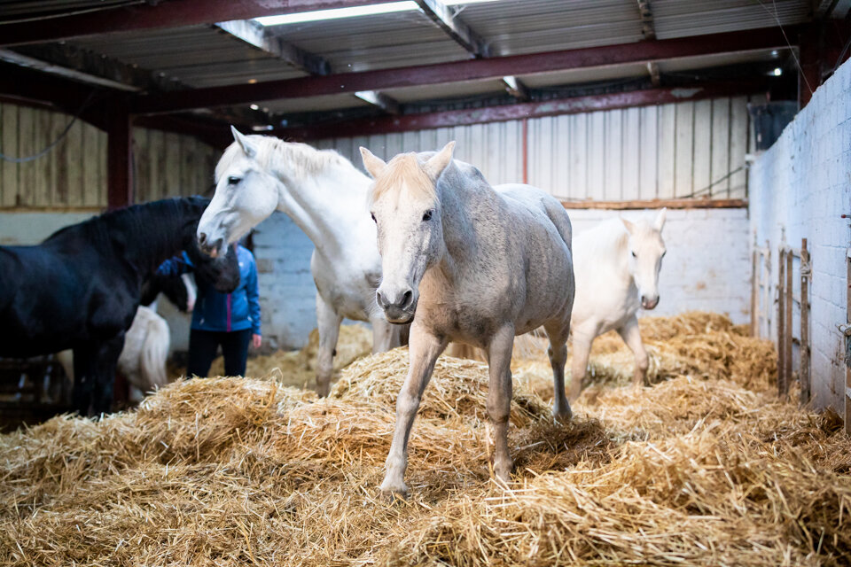 Dr Orla Doherty Animal Behaviour Clinic