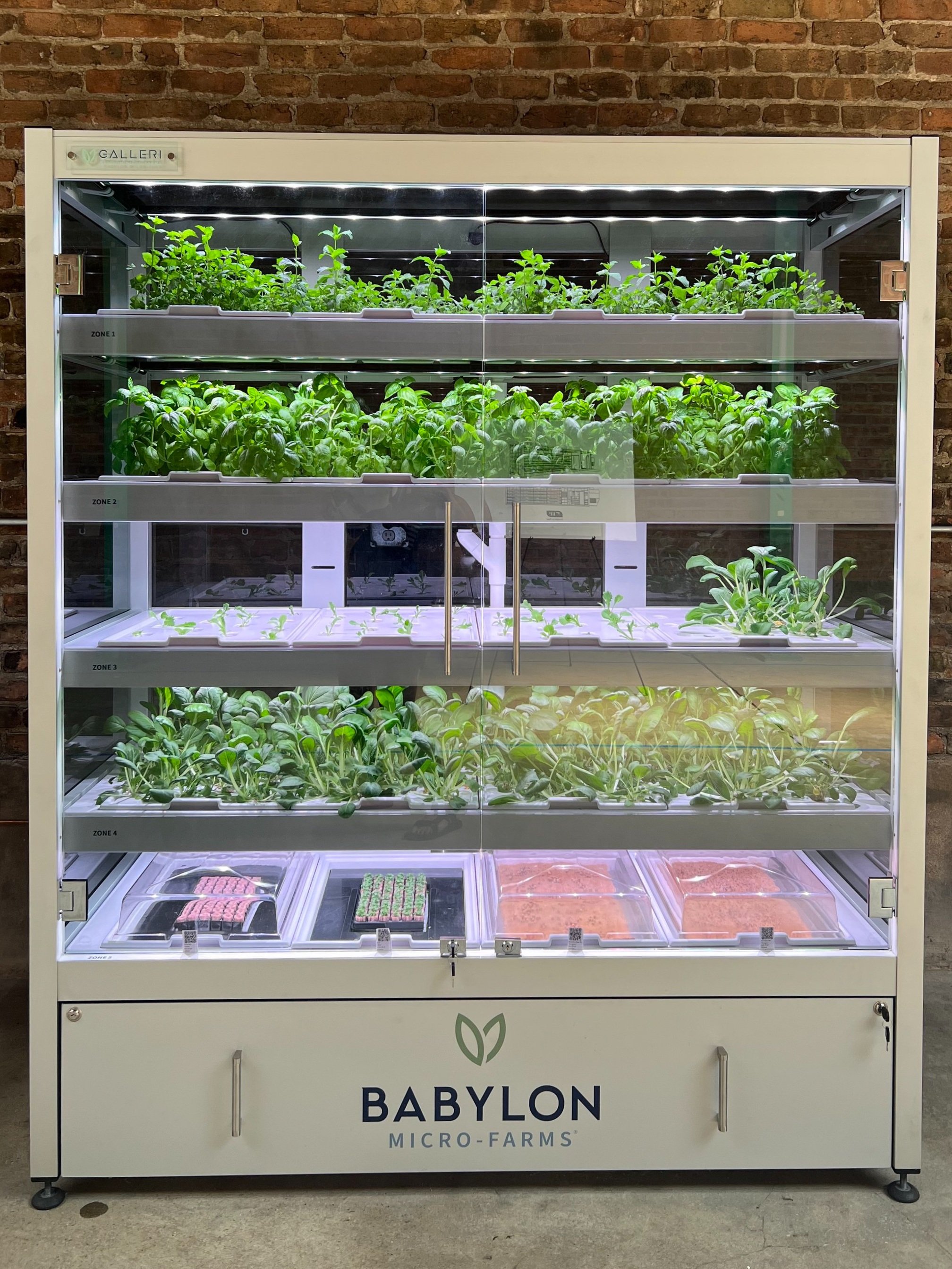 Babylon_full bloom.jpg