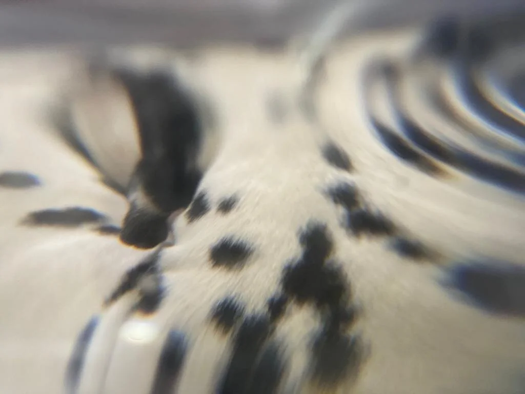 698b21e0-d695-452b-8e38-53df8269badc.jpeg