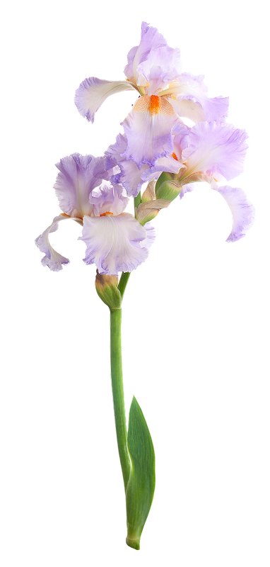 bearded iris purple tilted right