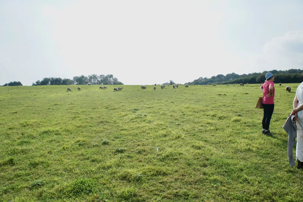 brickpits-se-england-fibreshed-visit-sheep-field_2.jpeg