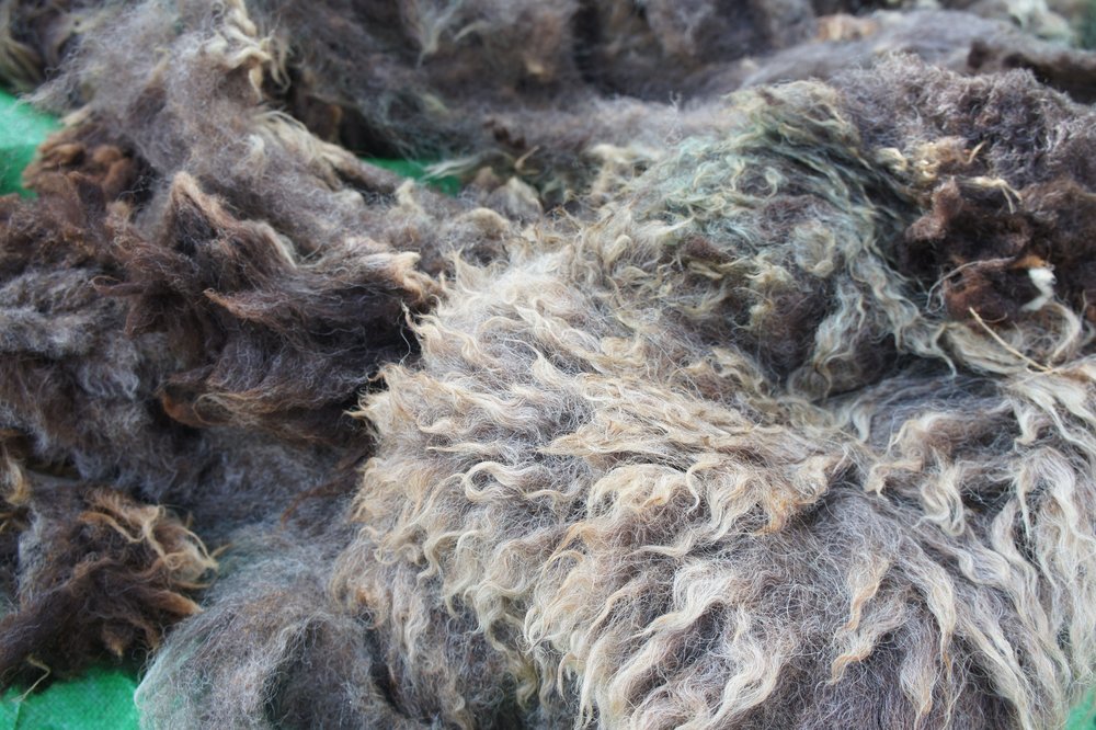 brickpits-se-england-fibreshed-visit-wool-fleece-black-welsh-detail_2.JPG