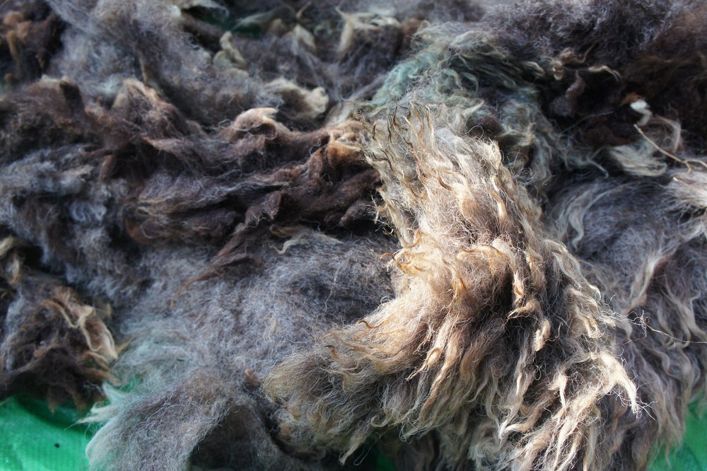 brickpits-se-england-fibreshed-visit-wool-fleece-black-welsh-detail_3.JPG