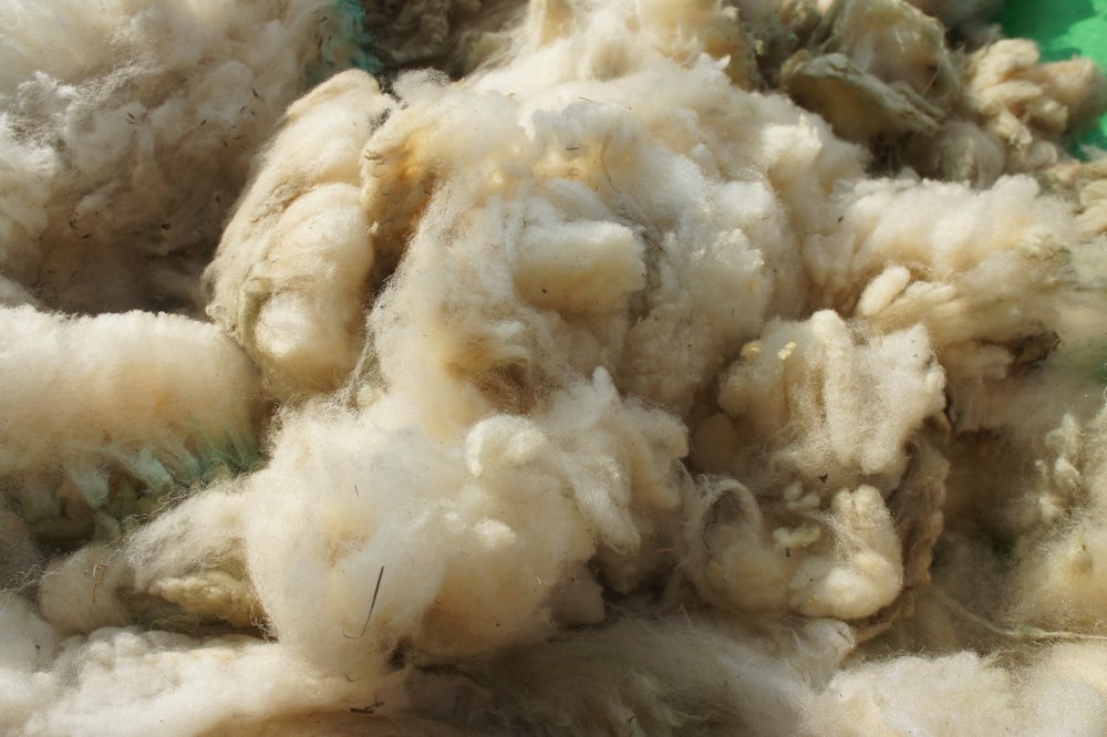 brickpits-se-england-fibreshed-visit-wool-fleece-suffolk-detail_1.JPG