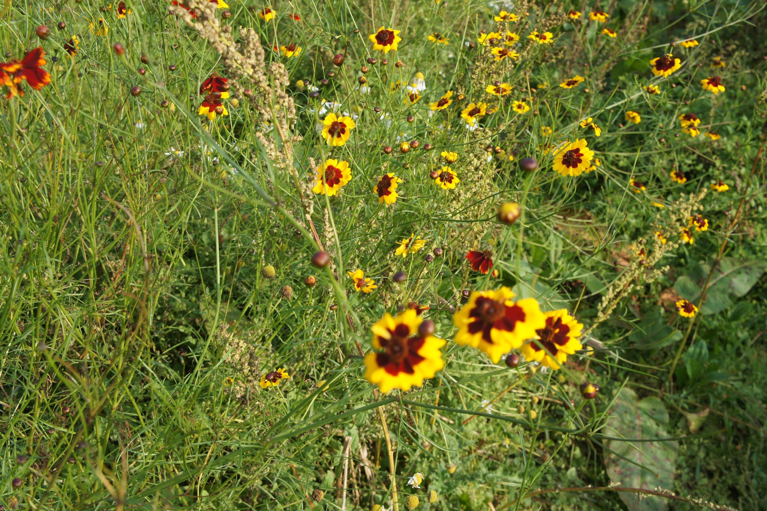 brickpits-se-england-fibreshed-visit-coreopsis-field_5.jpeg