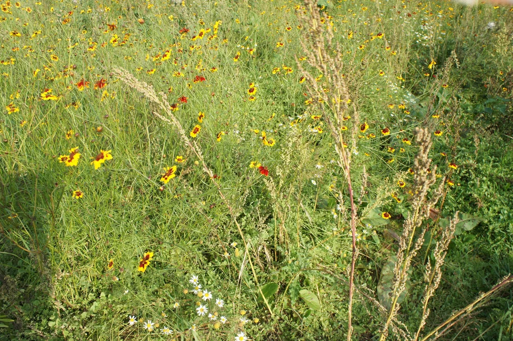 brickpits-se-england-fibreshed-visit-coreopsis-field_7.jpeg