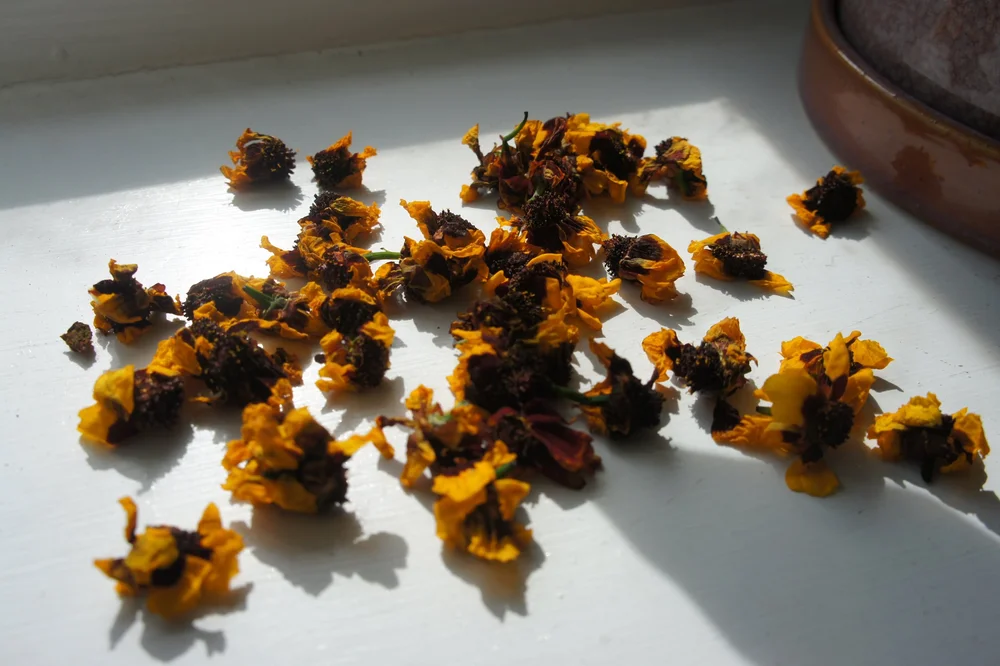 brickpits-se-england-fibreshed-visit-coreopsis-samples_1.jpeg