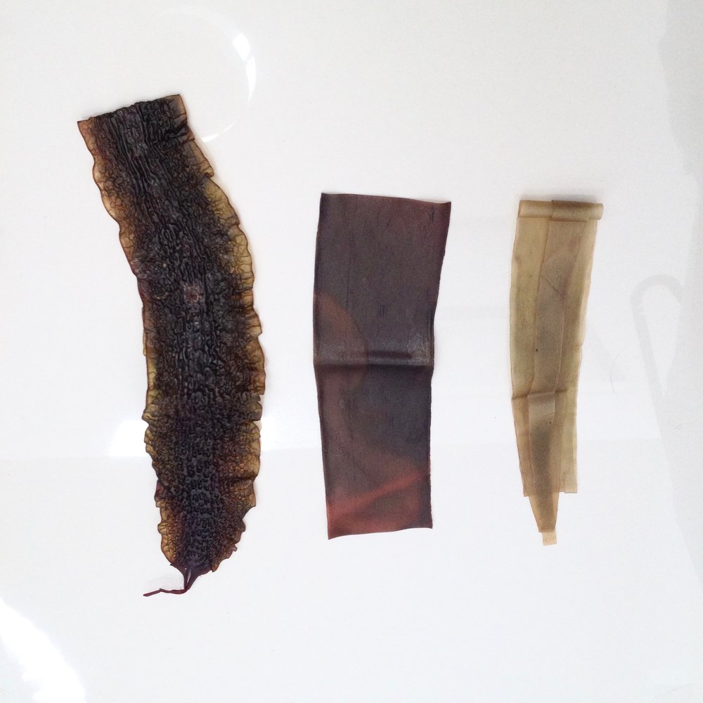 seaweed-sample_6.jpeg