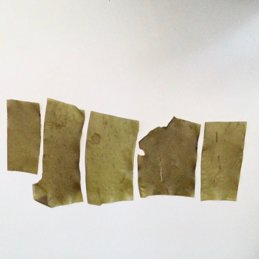 seaweed-sample_10.jpeg