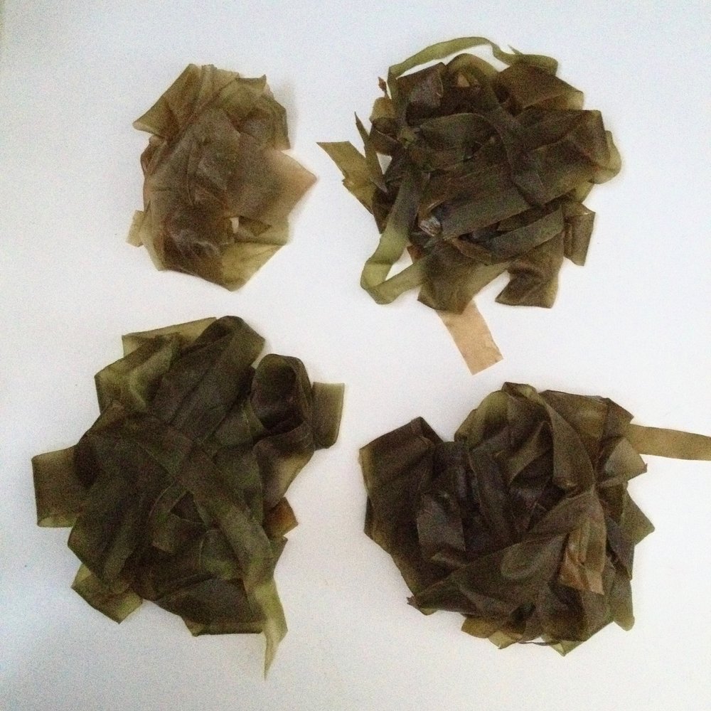 seaweed-sample_11.jpeg
