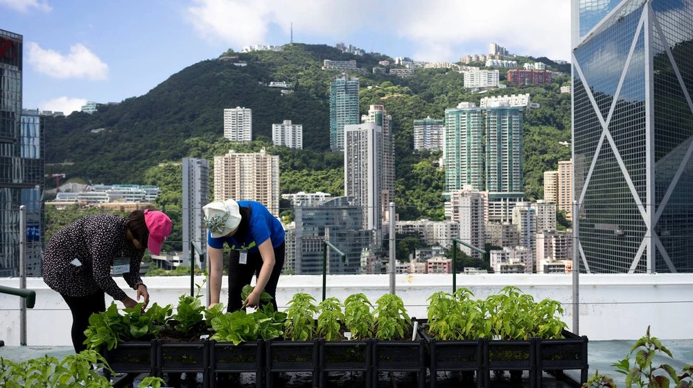 hong-kongs-rooftop-garden-farms.jpg