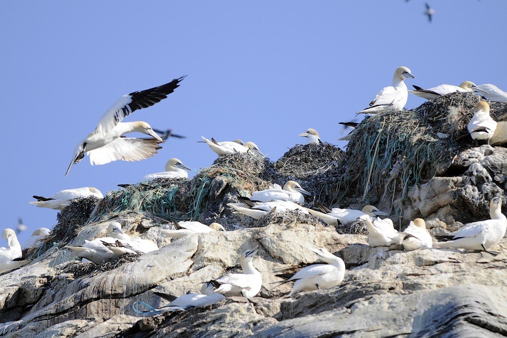 seabirds_nests_on_plastic.jpg