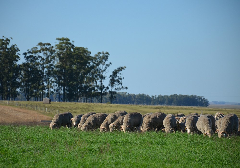 lanas-trinidad-sheep.jpg