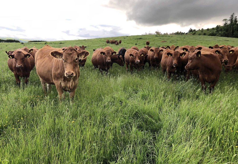 blog_british-pasture-leather_cows.jpg