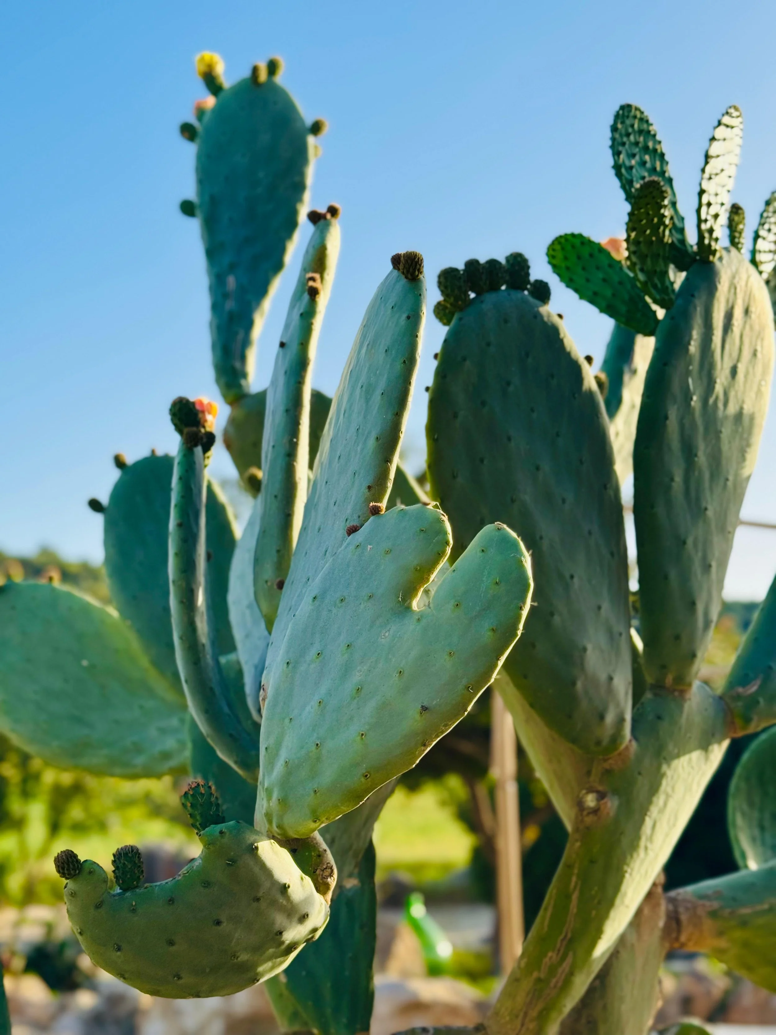 WhatsApp Image 2025-12-10 at 21.05.12 (1).jpeg