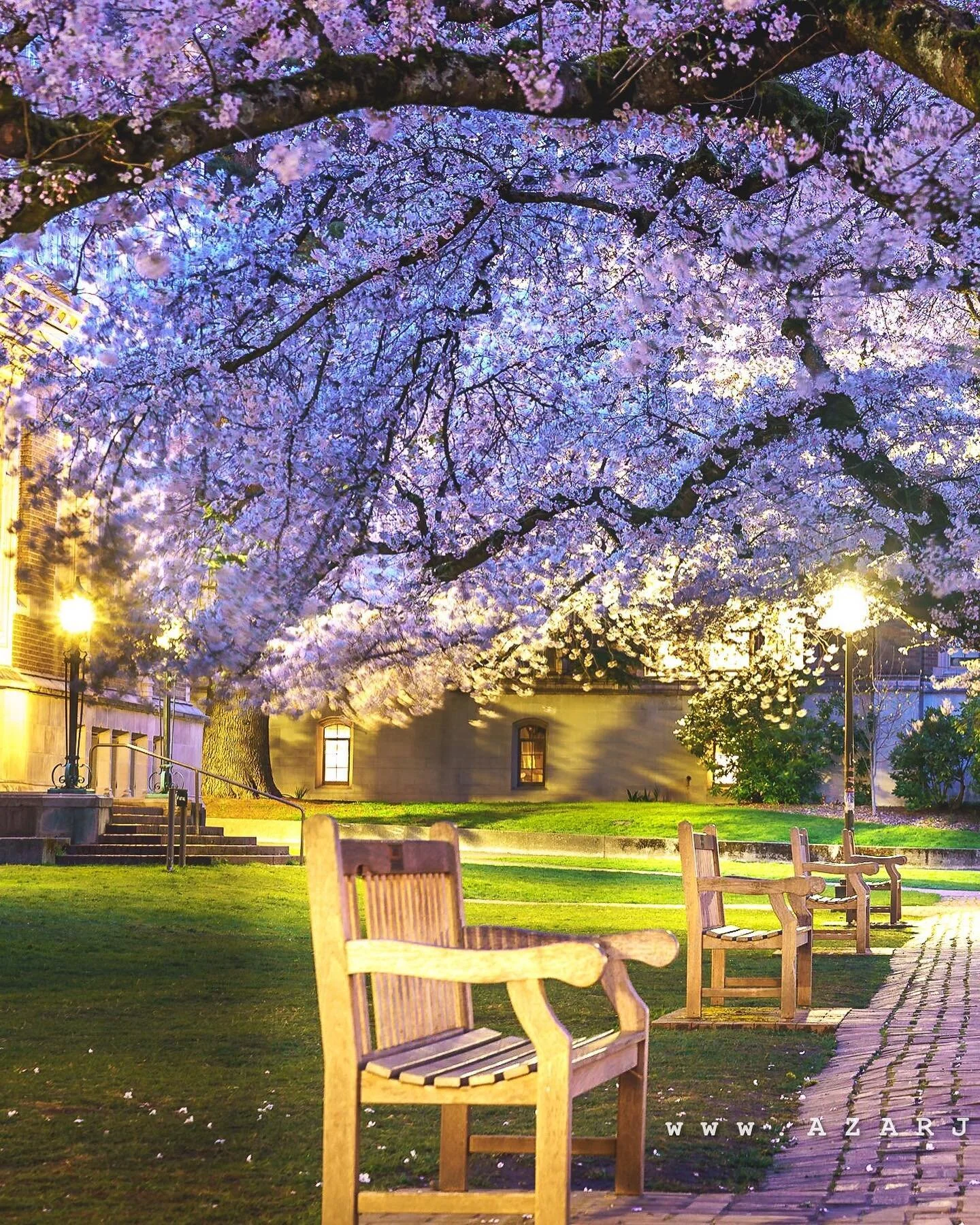 Bench buddies among the blossoms, Taking time to stop and smell the cherry blossoms

📸: Sony A7RIV + 70 mm (FE 24-70mm F2.8 GM)
⚙️: 30.0 sec at &fnof; / 8.0, ISO 160 (Raw)
📍: The Quad, Seattle, Washington, United States
🧑&zwj;💻: www.azarjindal.co