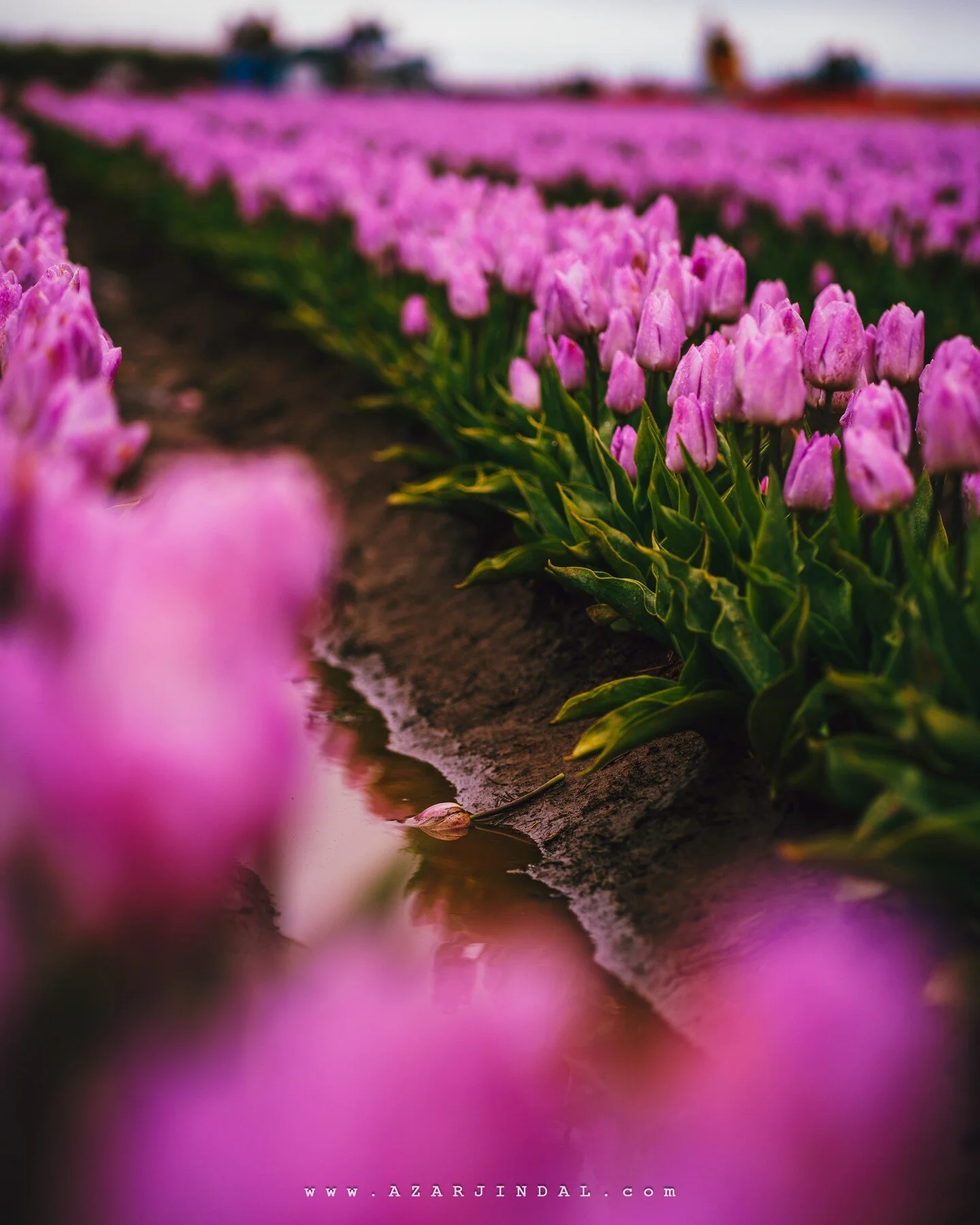With hope to experience dramatic sunrise with hot air balloons in air, we went to @woodenshoefarm, early morning at 5 AM. 

No dramatic sunrise, no visibility to Mt. Hood, no hot air balloons 🙁
It turned out to be gloomy, but we still managed to cap