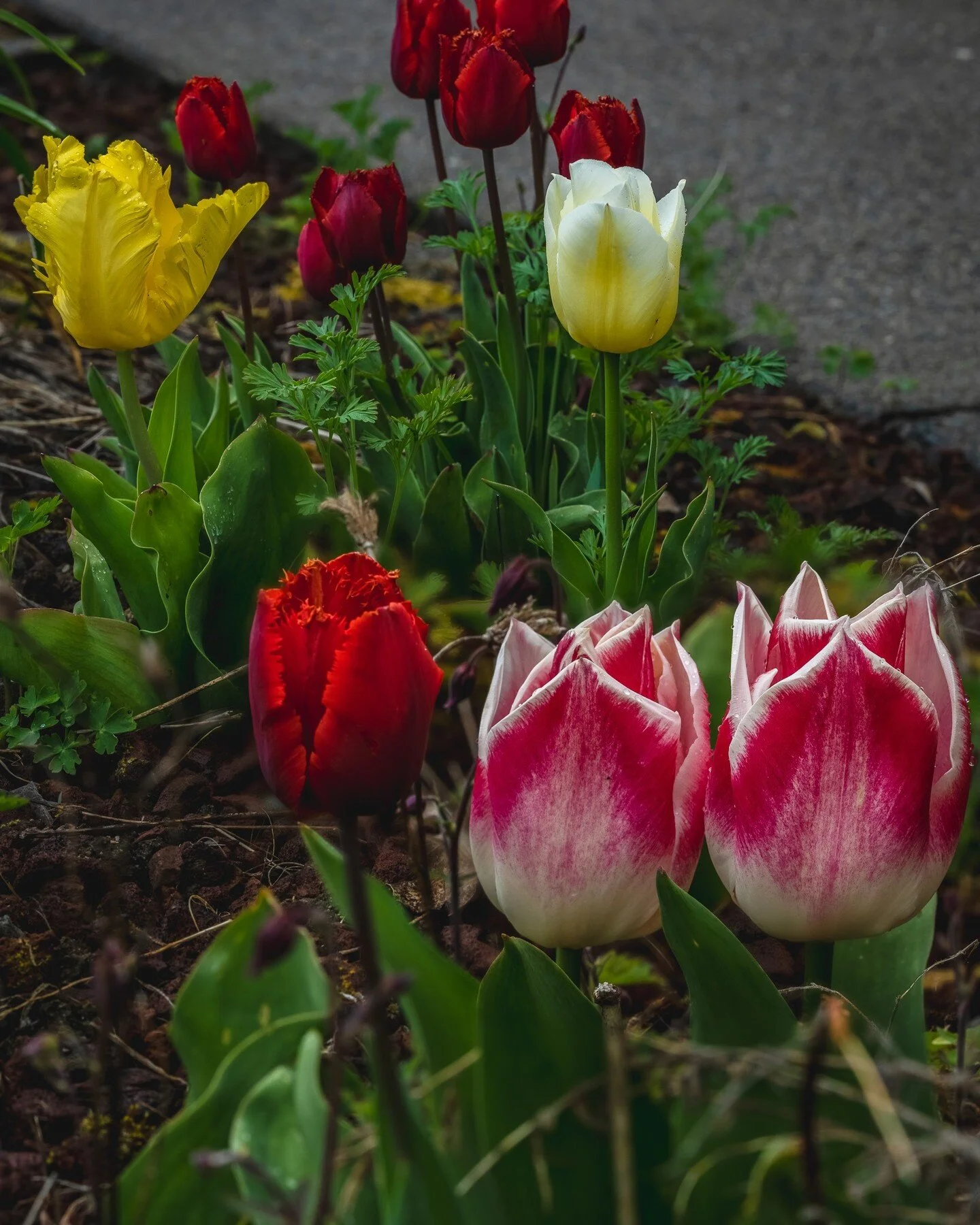 Nature never ceases to amaze me with its stunning creations, like these gorgeous tulips in full bloom 🌷🌸

⚙️: 1/8 sec at &fnof; / 11, ISO 50 (Raw)
📍: Washington, United States
🧑&zwj;💻: www.azarjindal.com
&copy; 2023 Azar Jindal. All Rights Reser