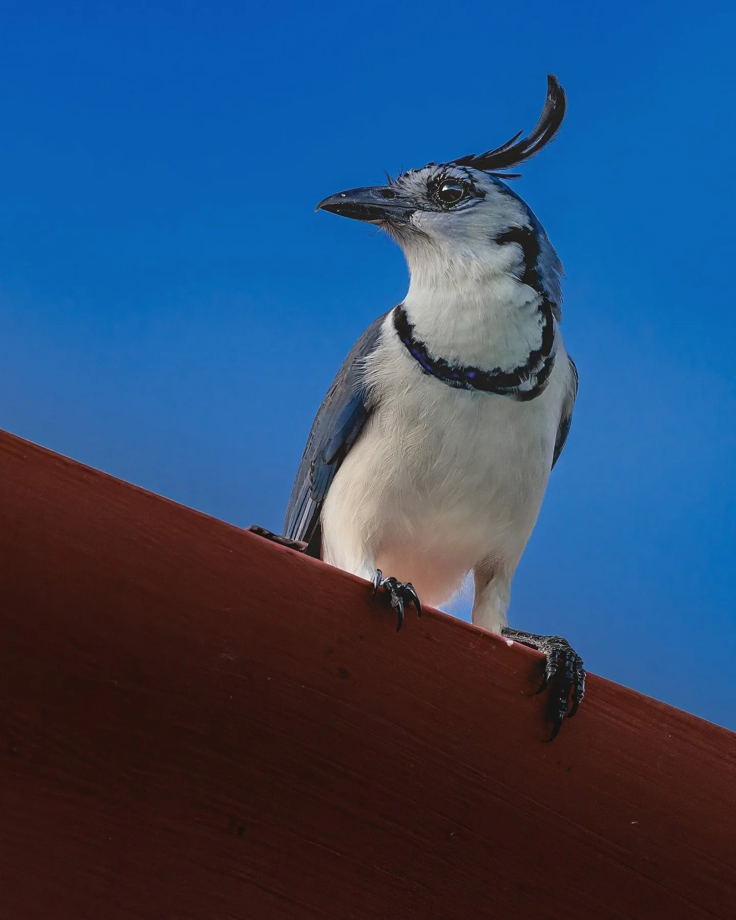 🪽White-throated Magpie-Jay (BlueJay)

 Spotted this striking turquoise-browed motmot perched like royalty on an ancient stone sculpture in Central America 

📸: Sony A7RIV + 297 mm (FE 100-400mm F4.5-5.6 GM OSS)
⚙️: 1/400 sec at &fnof; / 5.6, ISO 16