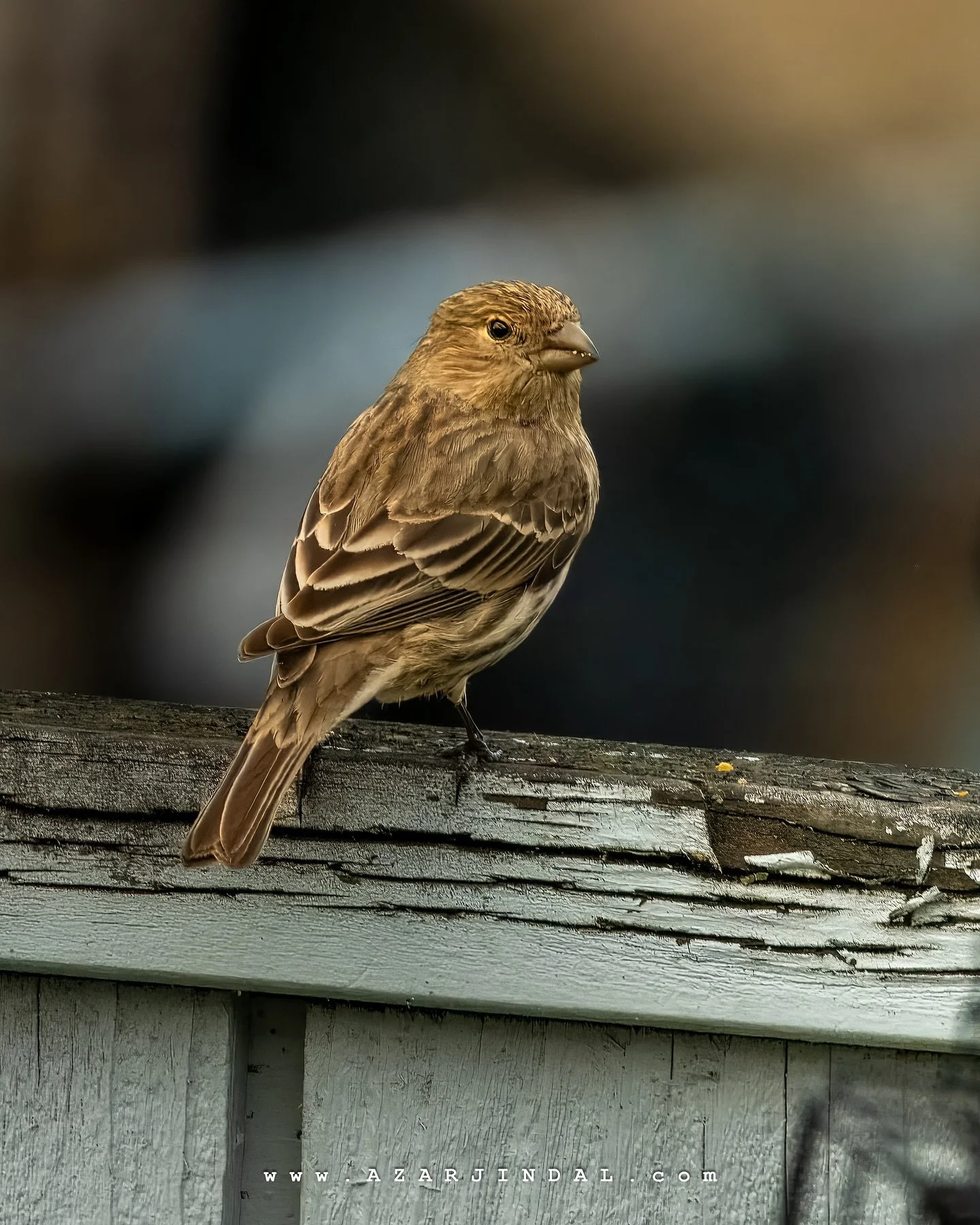 🐦 House Finch (Female | Haemorhous mexicanus)

Right in our own backyard, I caught this little visitor posing like a pro! It&rsquo;s crazy how much beauty is waiting just a few steps outside if you slow down and really look. Backyard birding is full