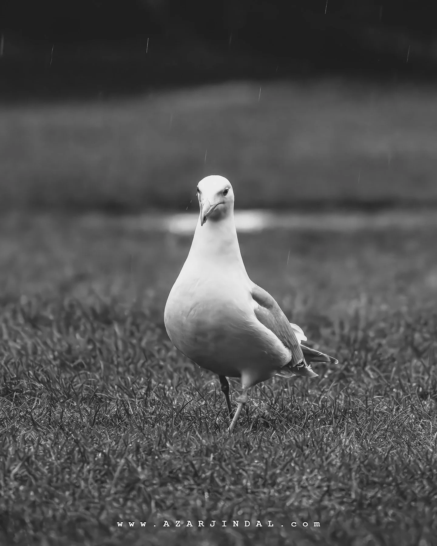 🕊️American Gull

When life gives you a rainy day, strut like you own it.
Captured this resilient seagull embracing the drizzle &mdash; no rush, no fuss, just pure confidence. Rain or shine, nature always shows up, and sometimes, that&rsquo;s the rea