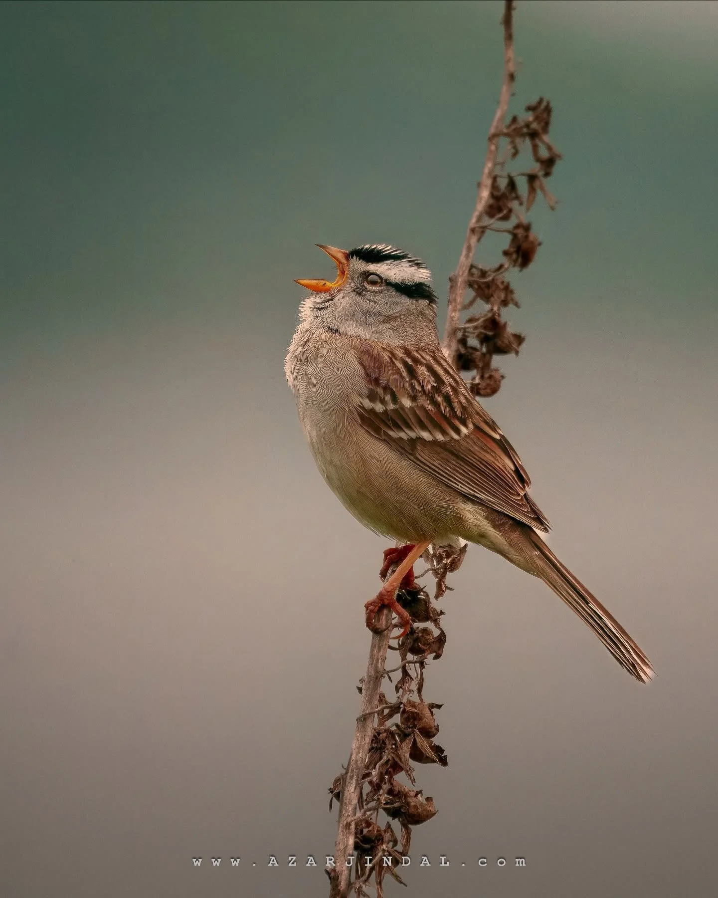 Some mornings, it&rsquo;s not about being heard by the world &mdash; it&rsquo;s about hearing yourself. This little one sang like the dawn depended on it, and maybe, in its own way, it did. I stood quietly, reminded that expression doesn&rsquo;t need