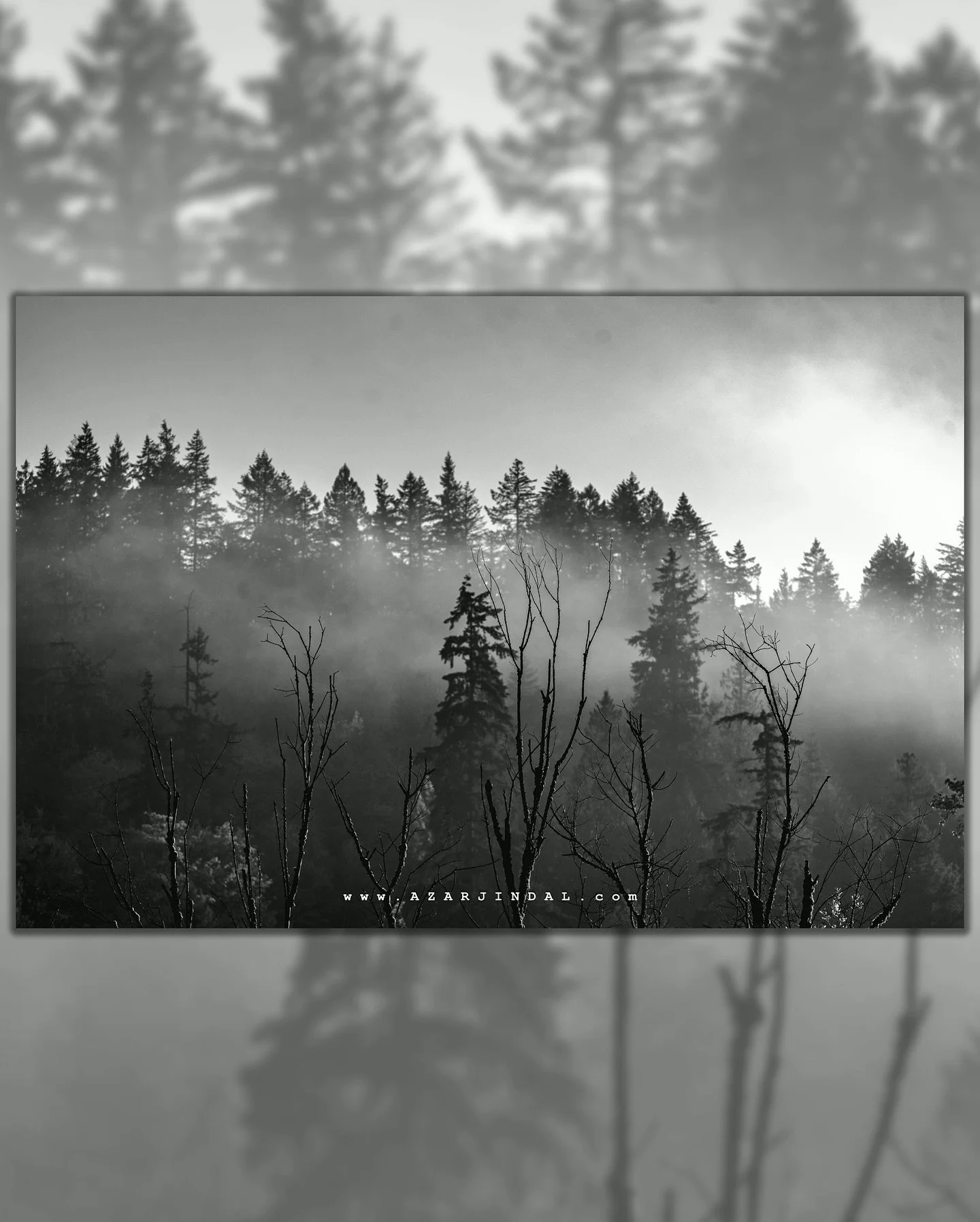 🗓️This wasn&rsquo;t a planned photo.
On my way to the office, I noticed fog slipping between the trees &mdash; and I couldn&rsquo;t help but pull over.
It wasn&rsquo;t part of any plan. I didn&rsquo;t have a destination in mind other than work. But 