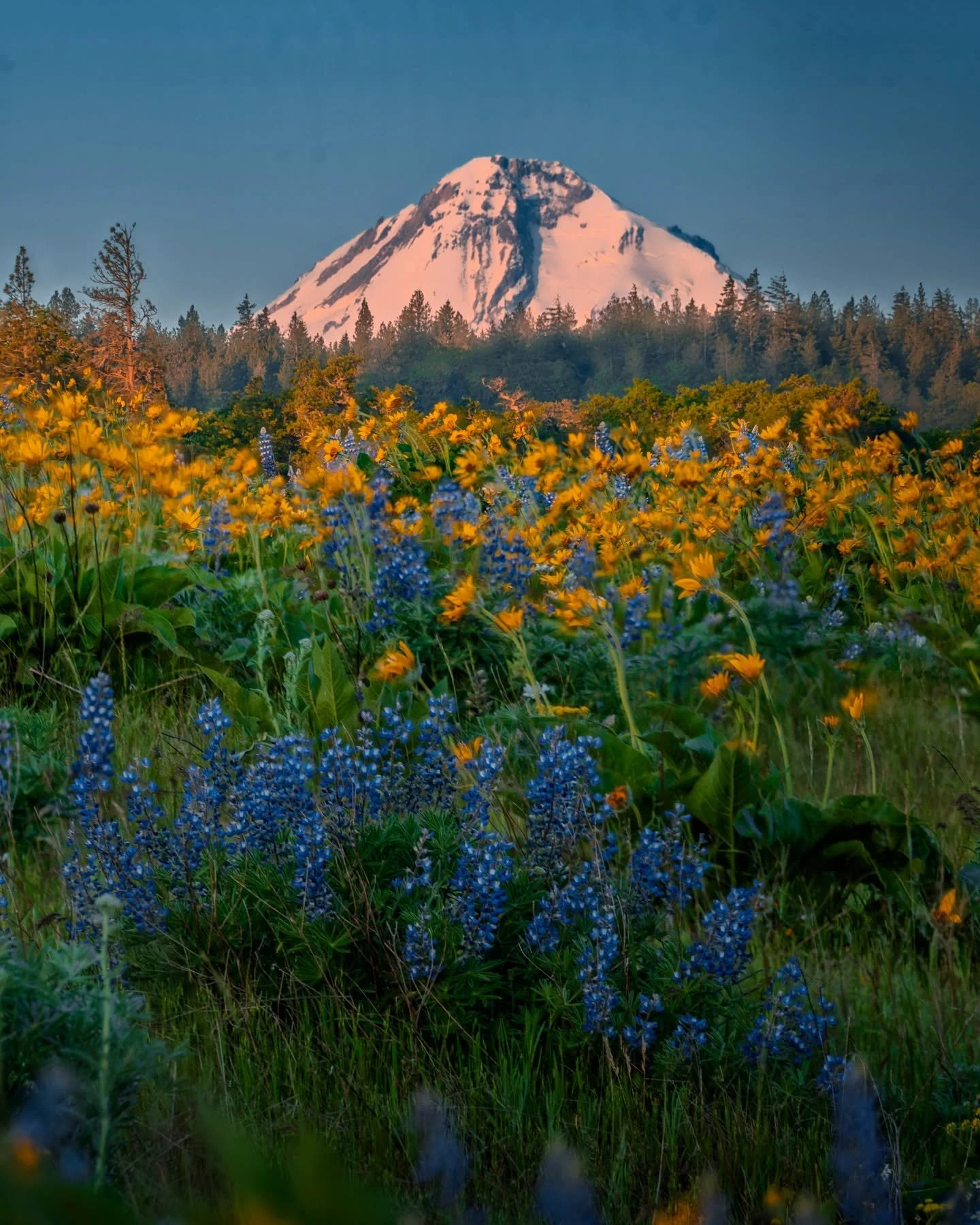 The wind was relentless that morning &mdash; bending wildflowers like waves. But I waited. I wanted to remember this exactly as it was: the quiet glow of sunrise on Mount Hood, the motion in the meadow, and the stillness behind it all.
8 images, focu