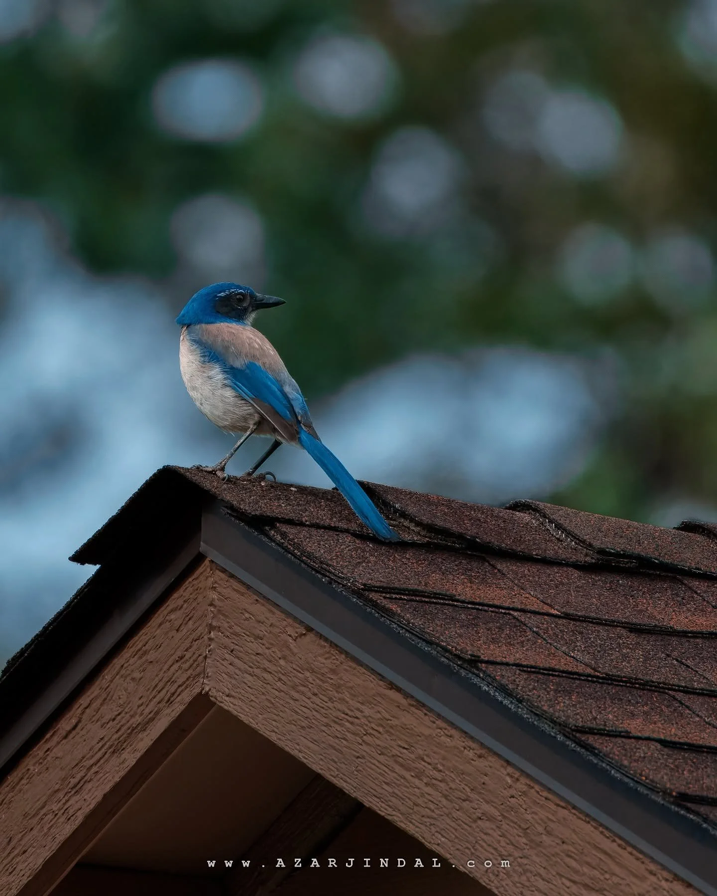 🐧 California Scrub Jay

There&rsquo;s a certain kind of magic in watching life unfold on its own terms.

This little visitor showed up in our backyard, circling the feeders, pausing just long enough for me to catch these frames. Something about its 