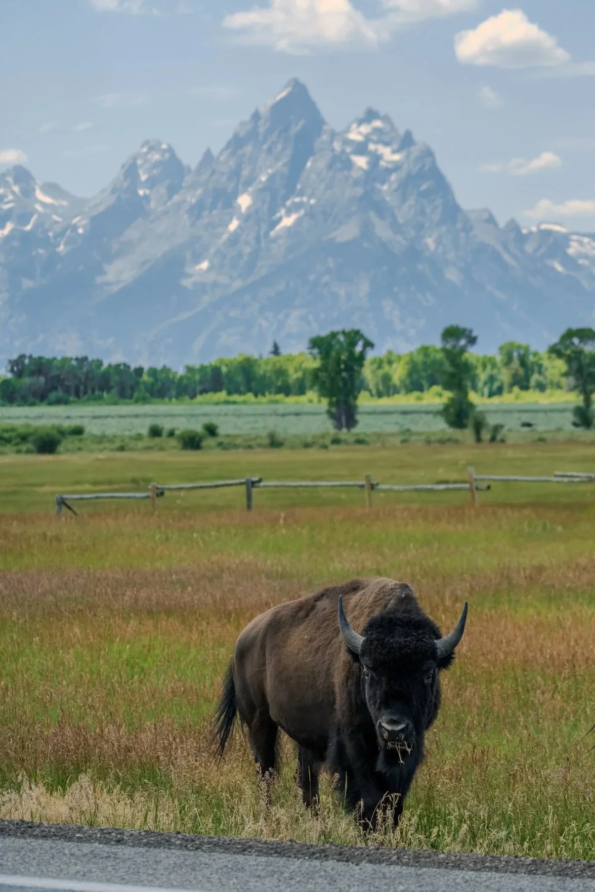 Bison