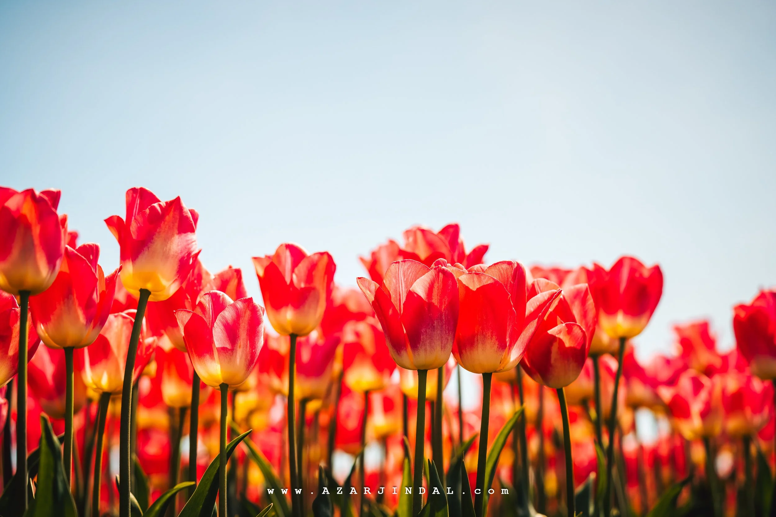 (20250413.0199) TulipsFestival.jpg