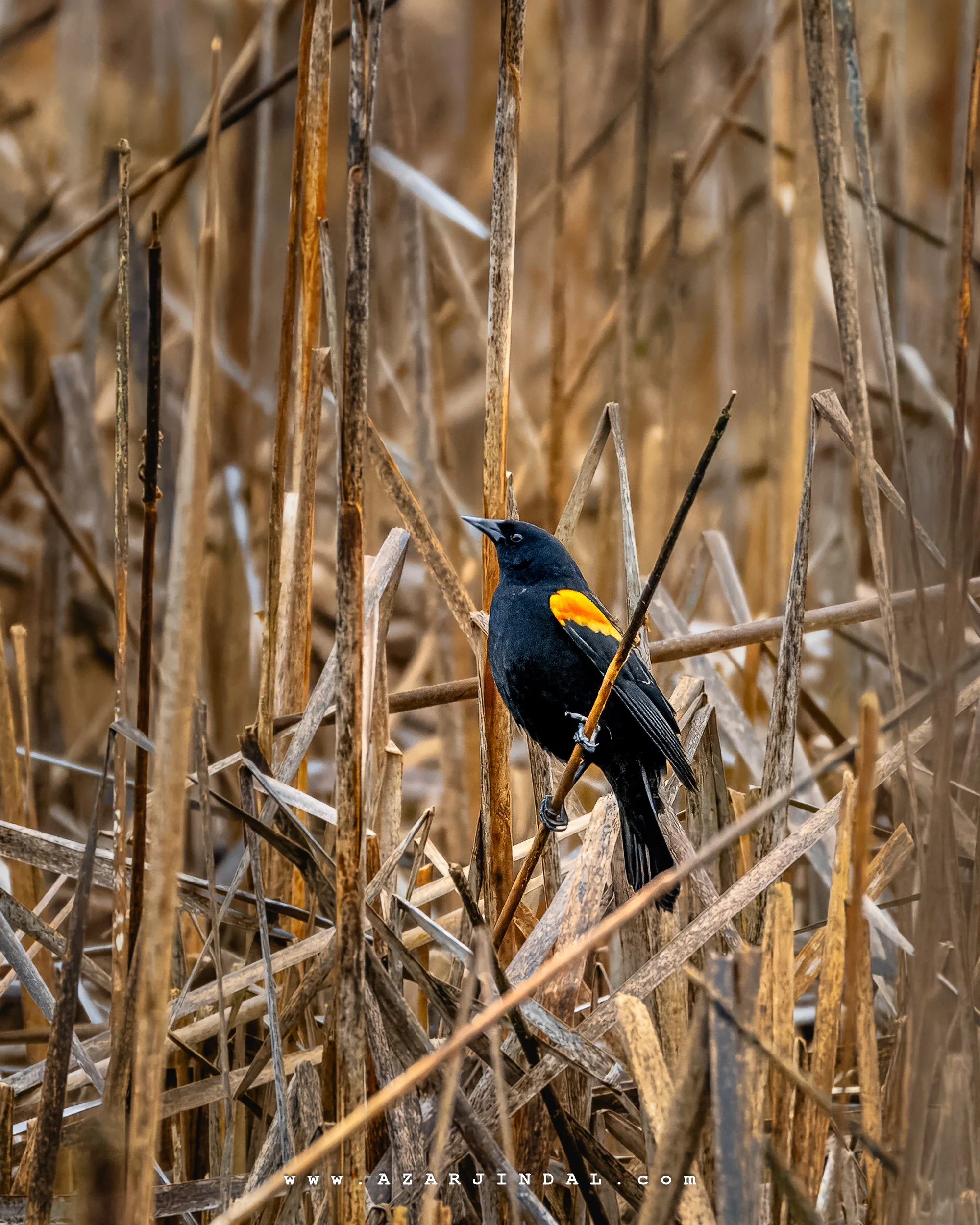 (20250316.0002) Birding.jpg