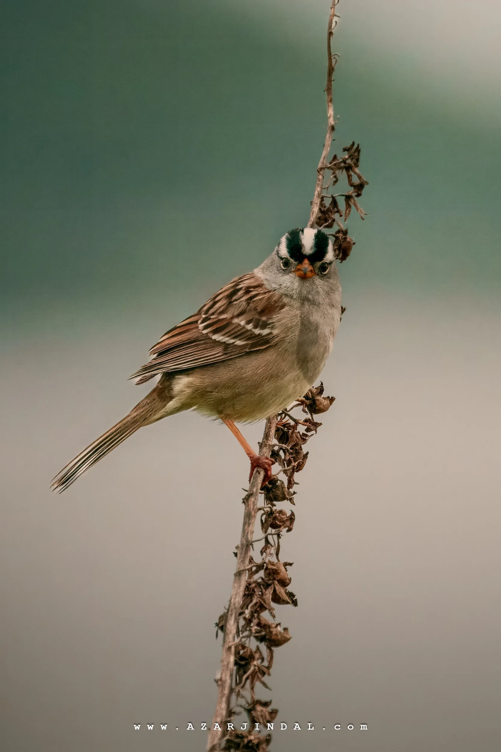 (20250426.0122) Birding.jpg