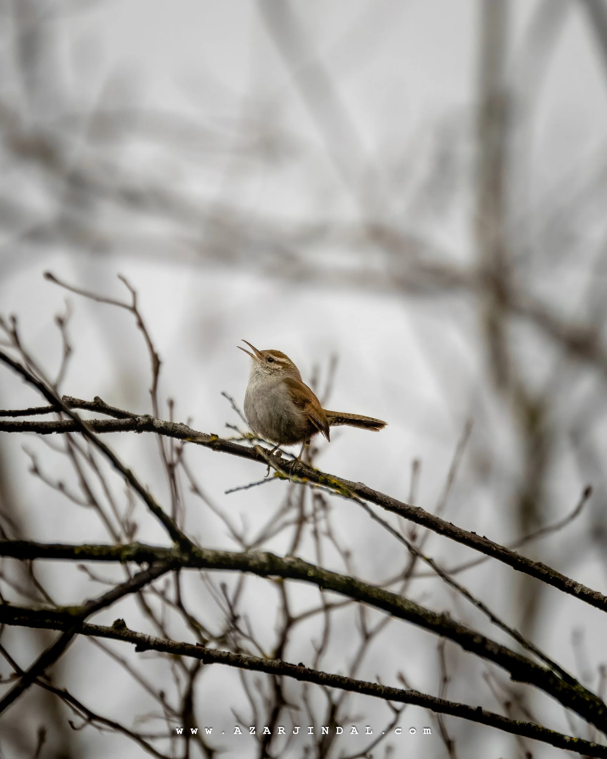 (20250316.0007) Birding.jpg