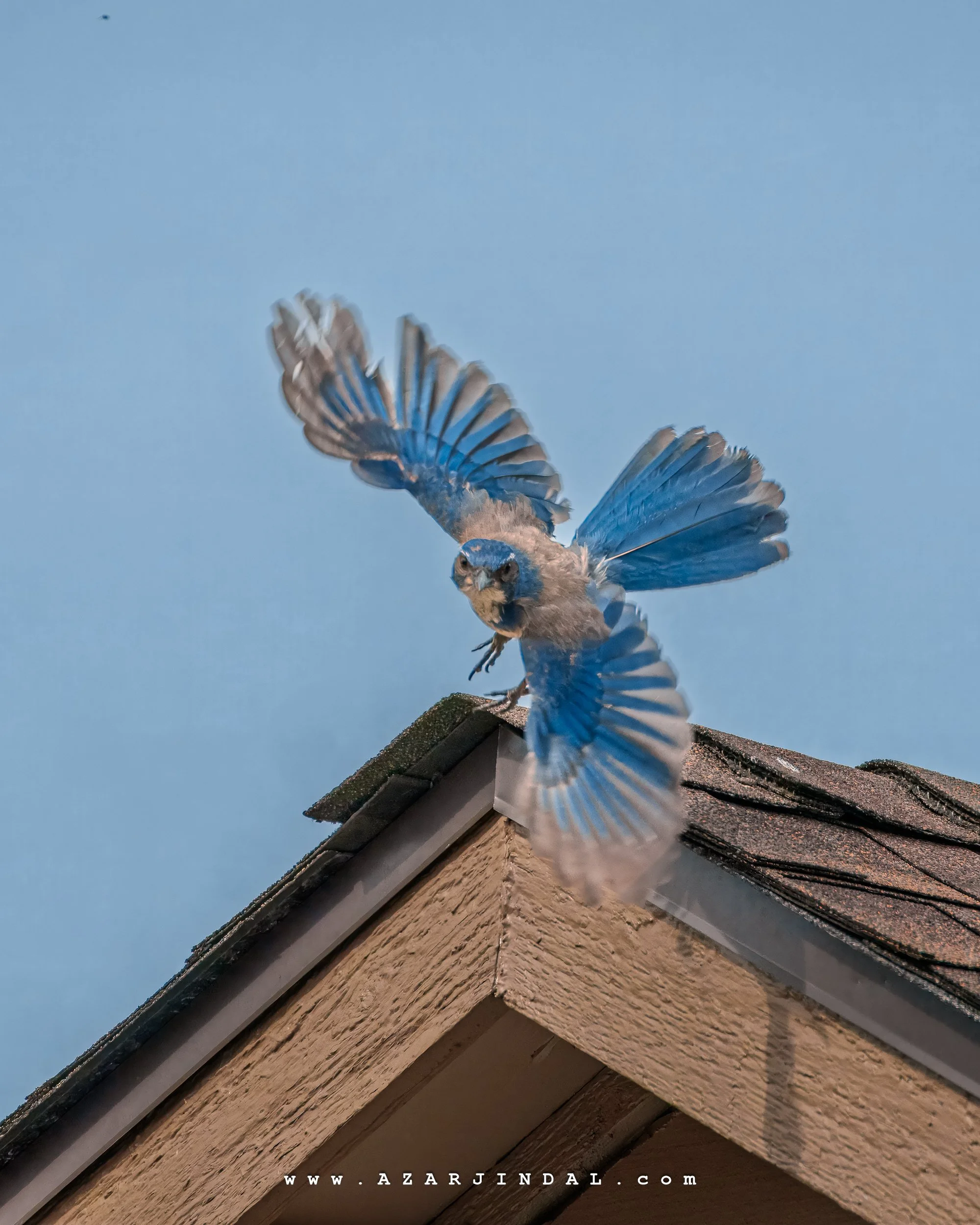 (20250508.0144) Birding.jpg