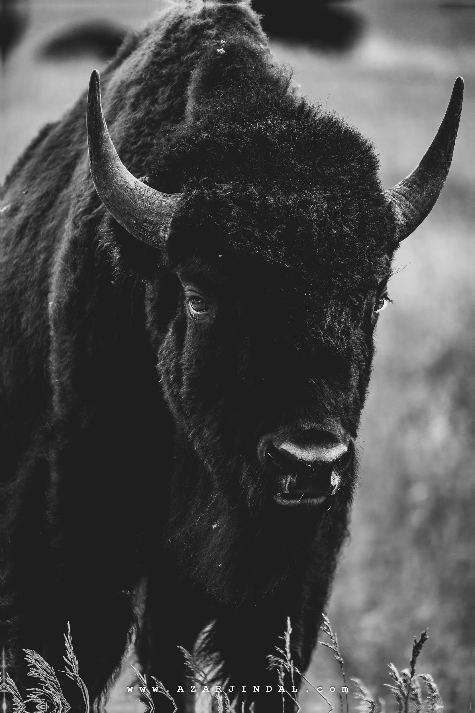 Bison
