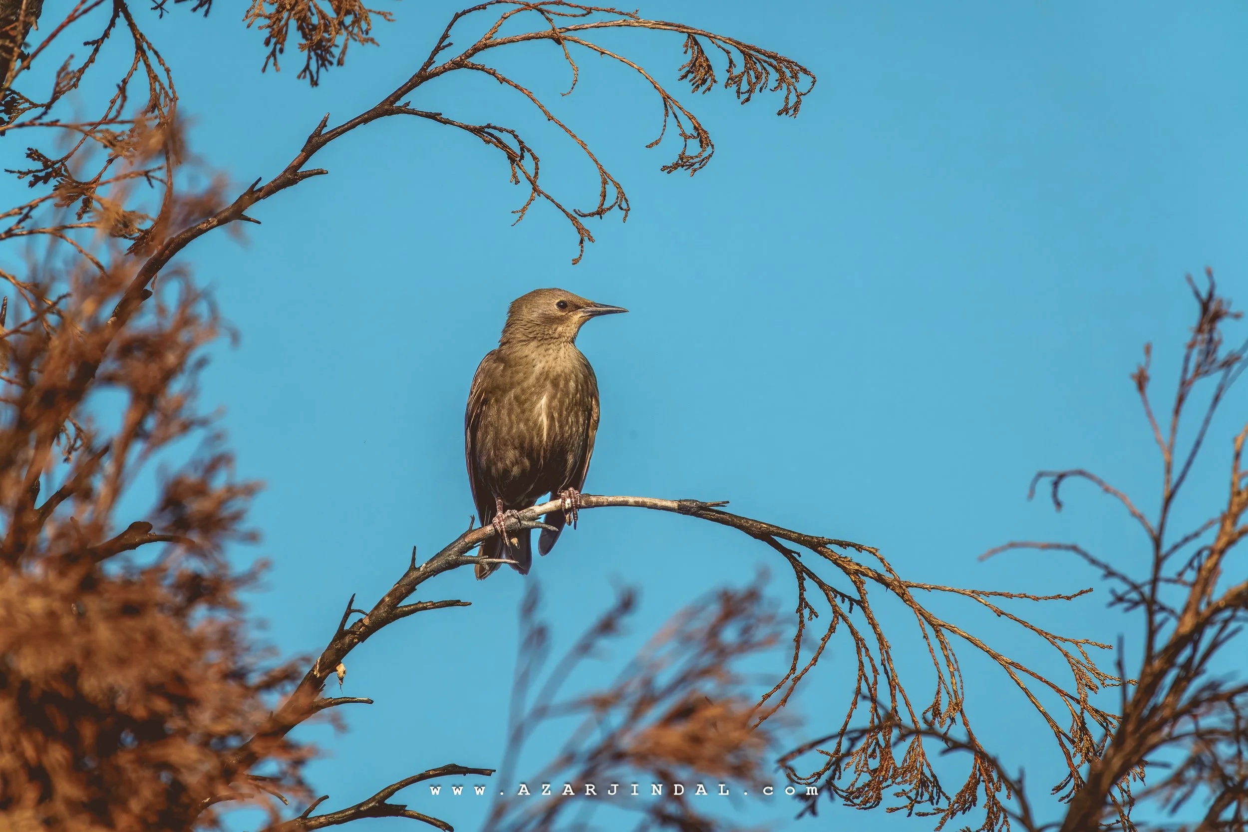 (20250605.0178) Birding.jpg