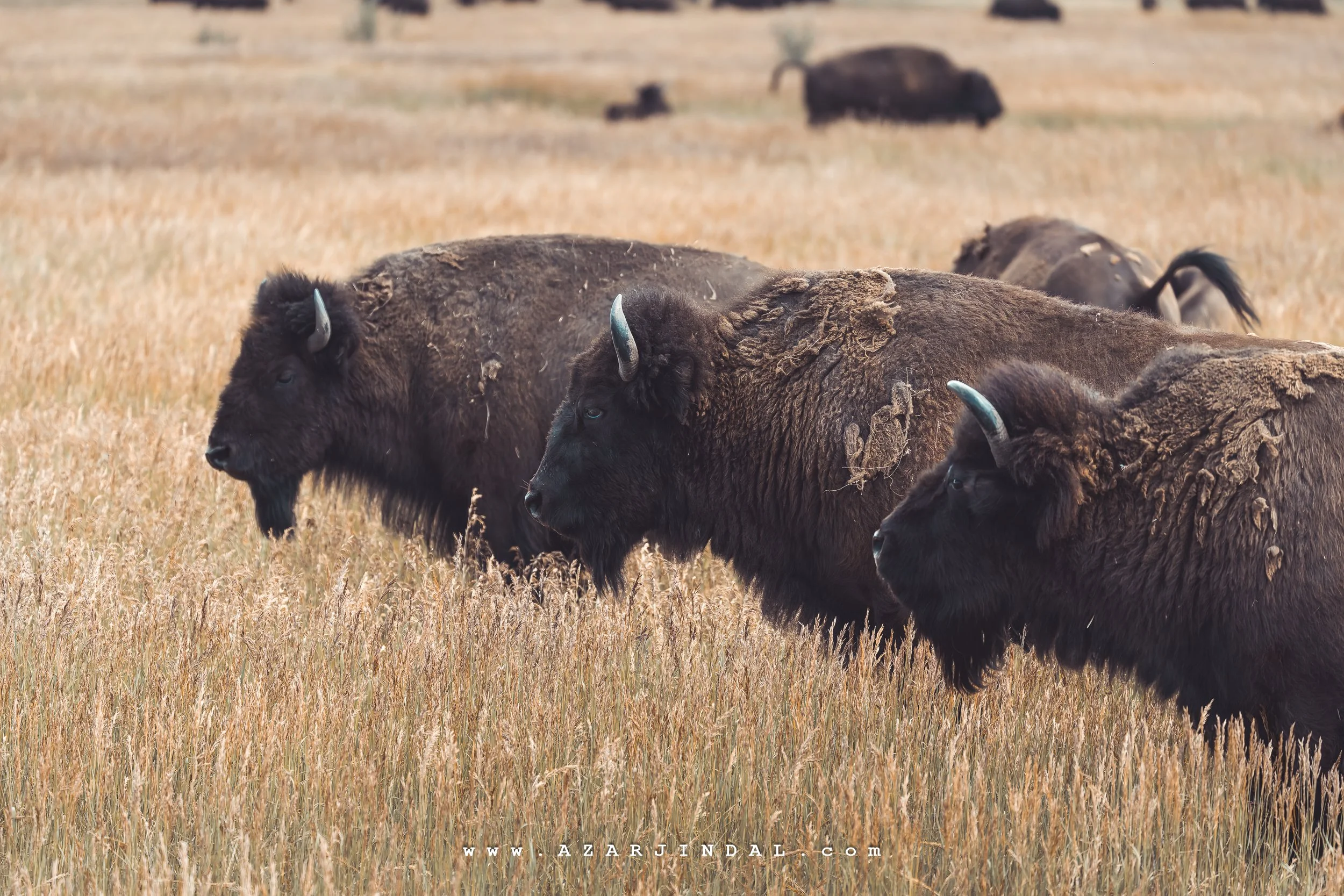 Bison