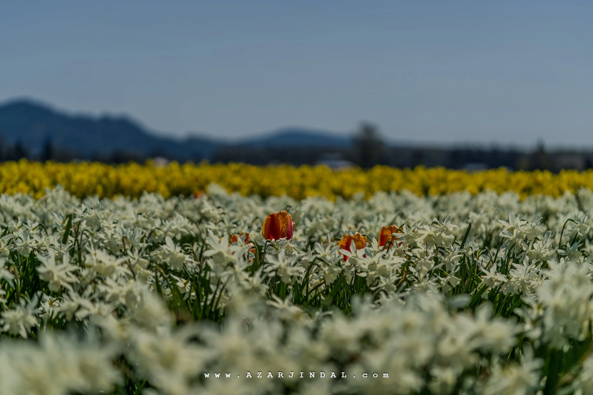 (20250413.0105) TulipsFestival.jpg