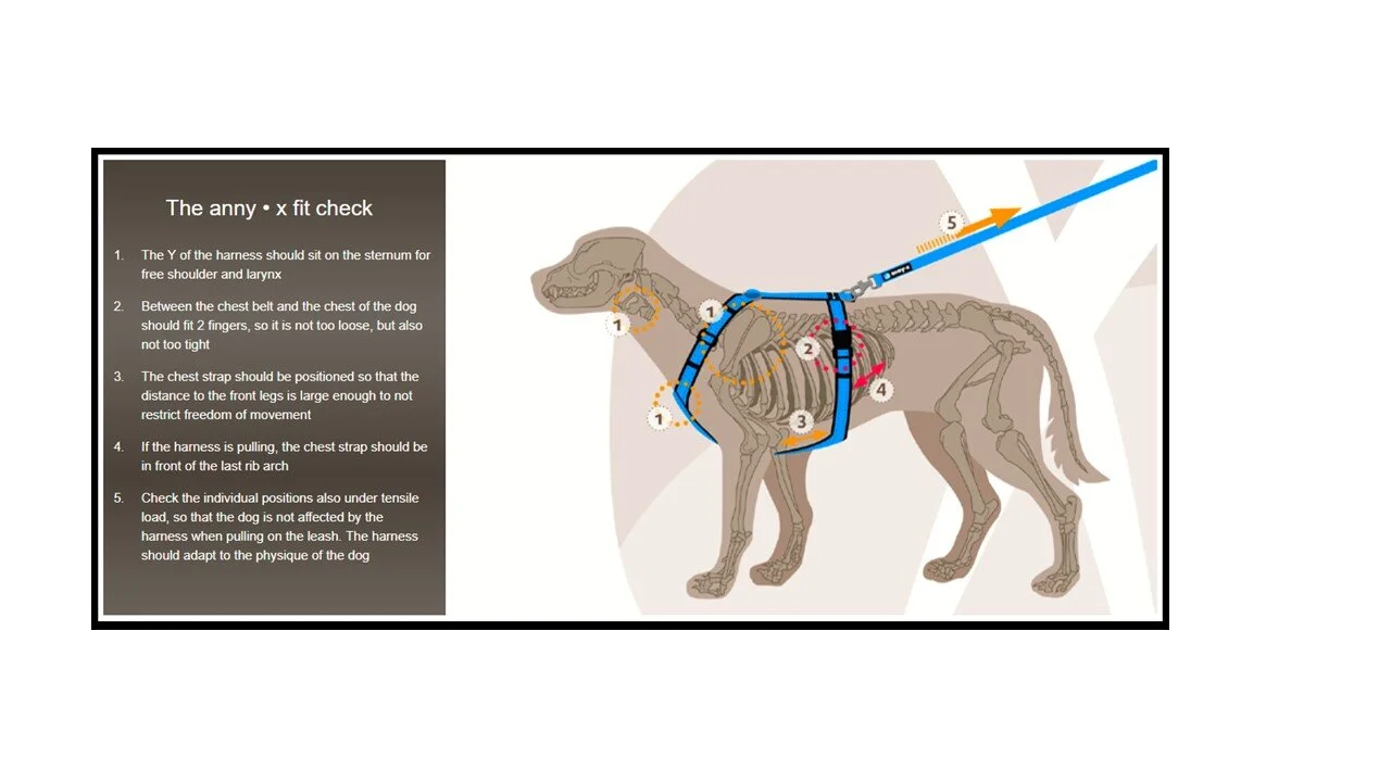 Best Harness for Deep Chest Dogs: Top Picks for Comfort & Control