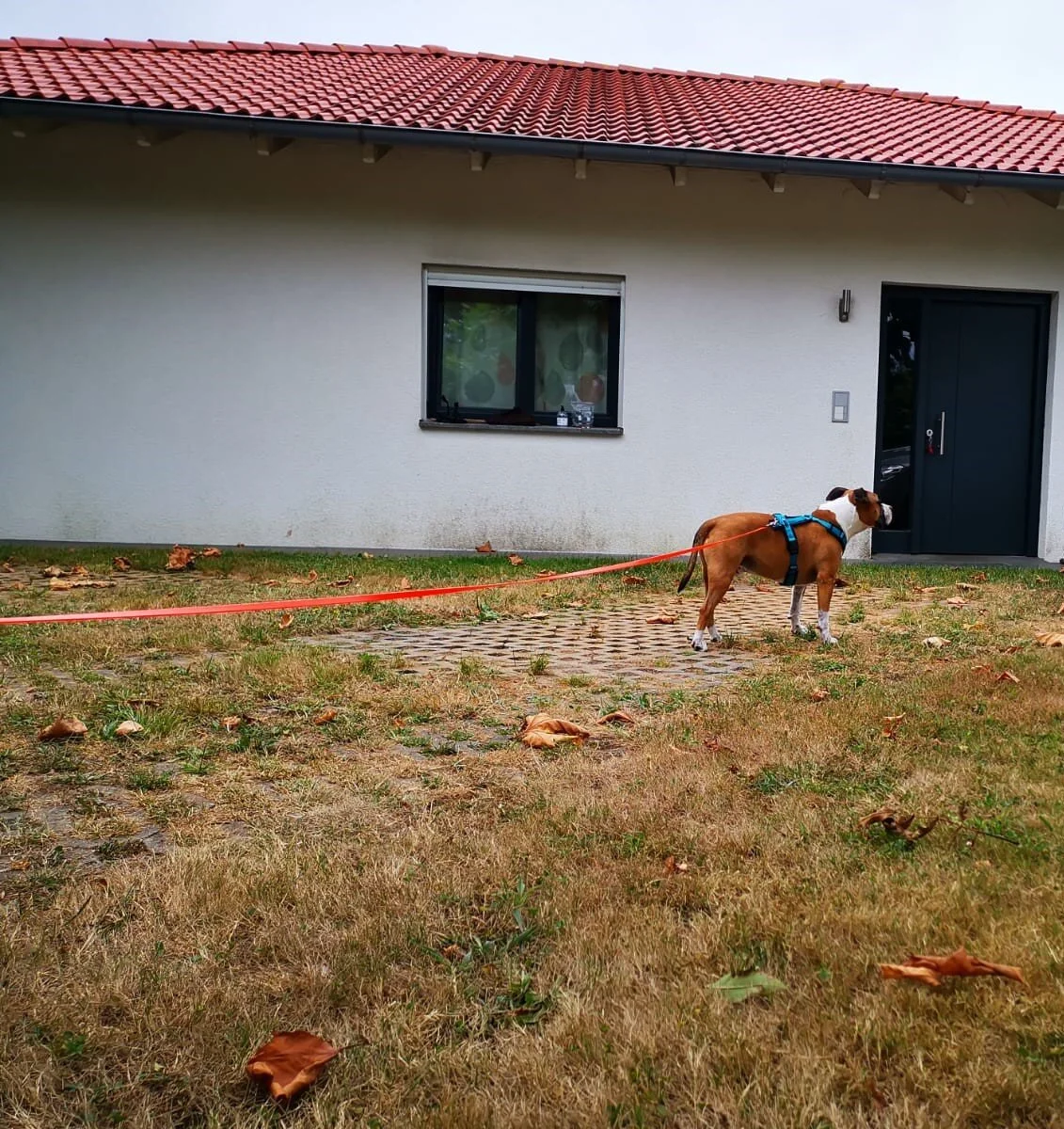 Ikal is allowed to explore at his own pace