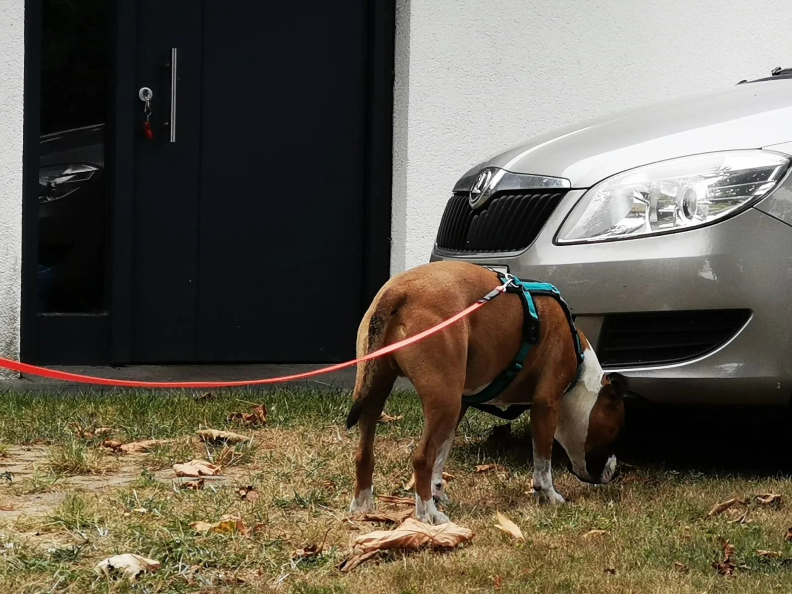 Wait for your dog until he has finished exploring