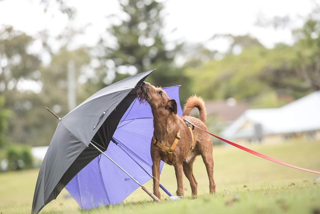 5-1-2020 Jenny umbrella.jpeg