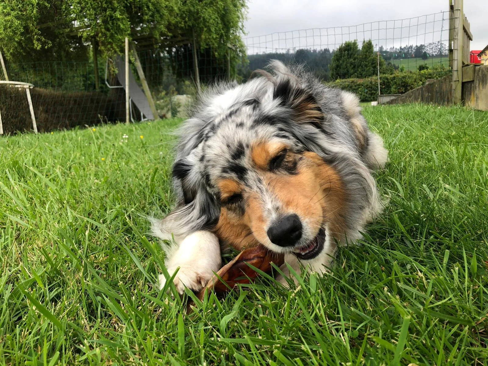 Zoe enjoying a bit of chewing in the garden