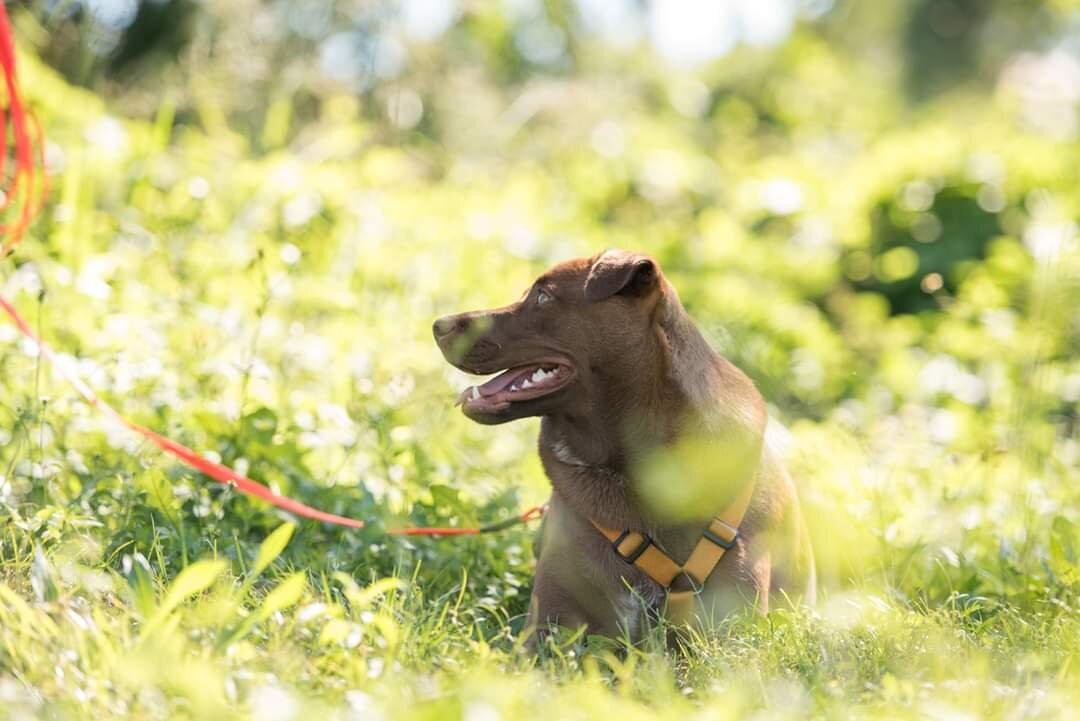 Benefits and Advantages of Front-Attaching Harnesses for Dogs - PetHelpful