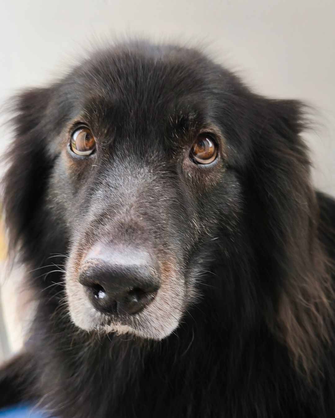 How to help a dog who is afraid of storms?