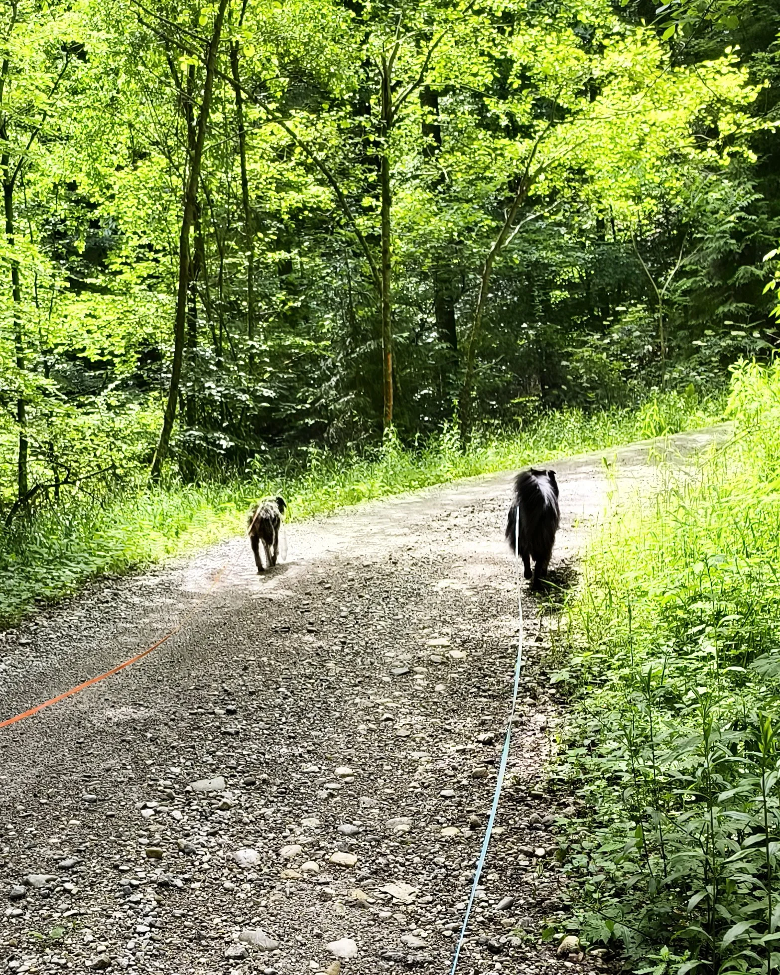 When two dogs just don’t get along