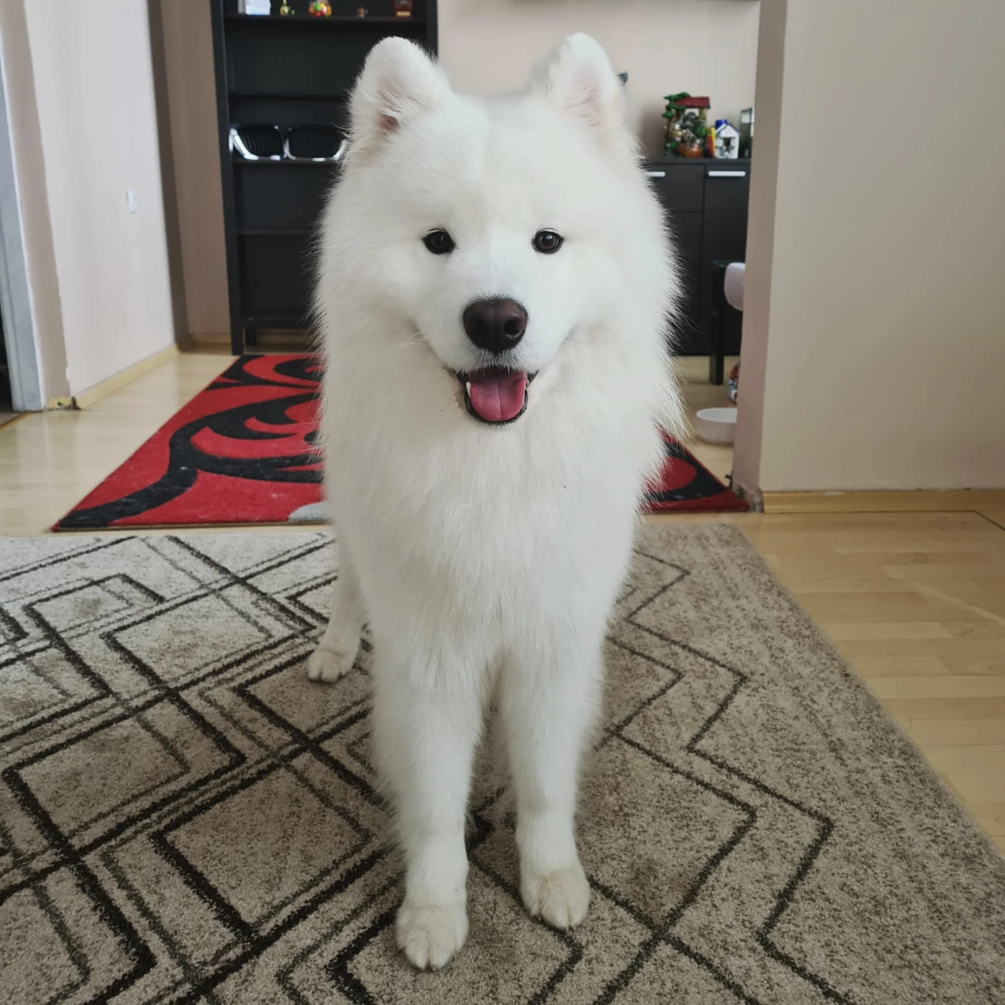 Testimonial Mariyana, Bulgaria. Altas the dog.jpg