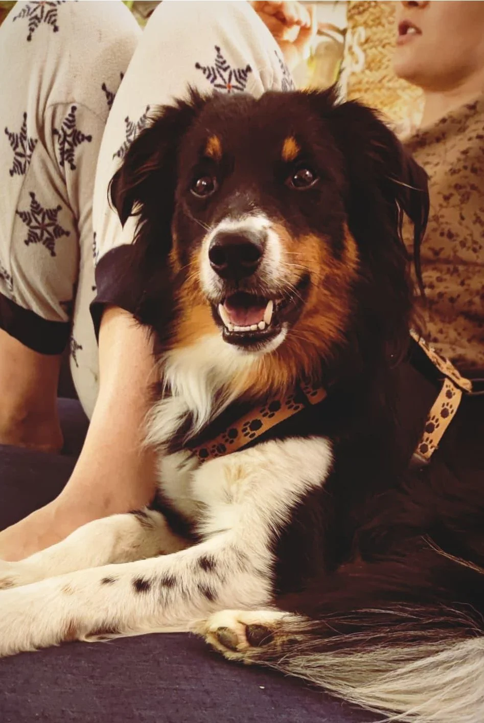 Lumpi-dog.jpg